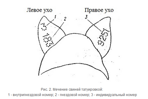 Татуировочные щипцы простые, 7 мм, 7 мест