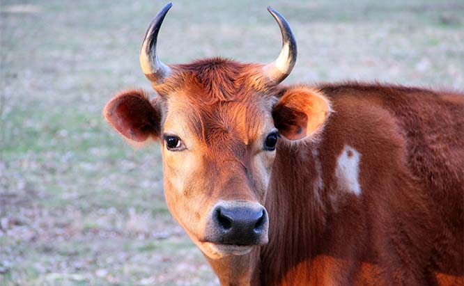 Ec_cattle_cattle_651.jpg