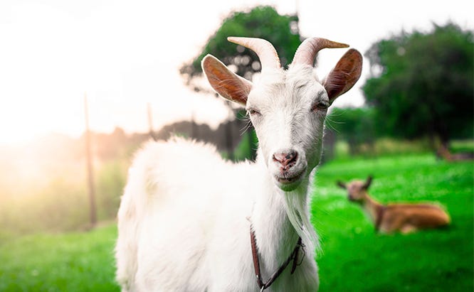 ec_goat_sub_iStock_000042531684_Double.jpg