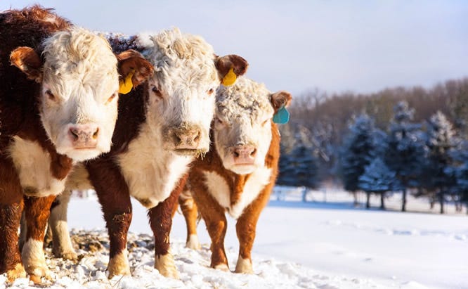 ec_us_cattle_winter_sun_568-1024x713.jpg